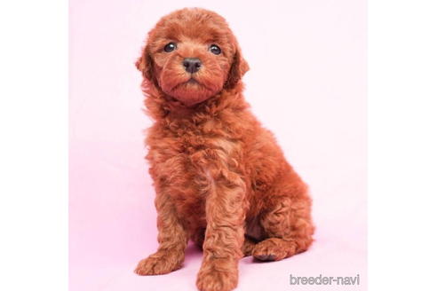 成約済の東京都のトイプードル-208870の5枚目